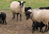 گوسفند رومانوف در ایران