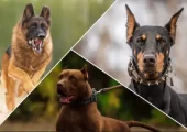 Top 5 Dog Breeds as Guard Dogs