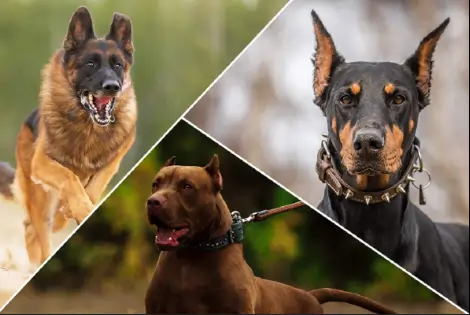 Top 5 Dog Breeds as Guard Dogs